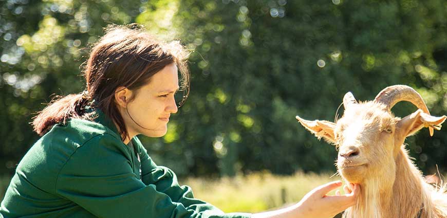 Staff fussing goat